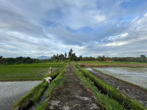 Cacao Bamboo House Apartment in Kerambitan