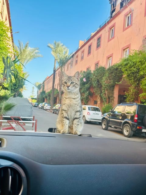 Day, Neighbourhood, Pets, Parking