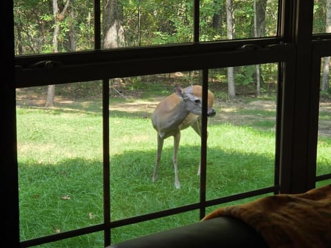 The Lodge at Deer Haven House in Arkansas