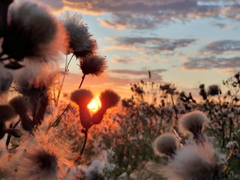 Natural landscape, Sunrise, Sunset