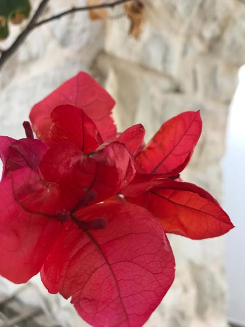 Leonardos Apartments Apartment in Naousa