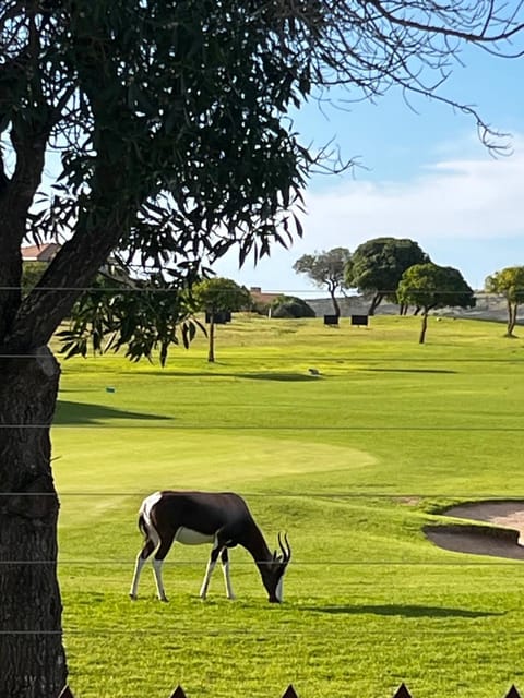 Natural landscape, Golfcourse, Animals