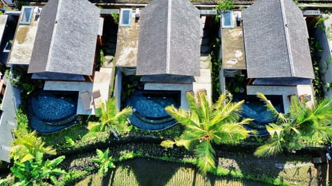 Garden, Garden view, sunbed