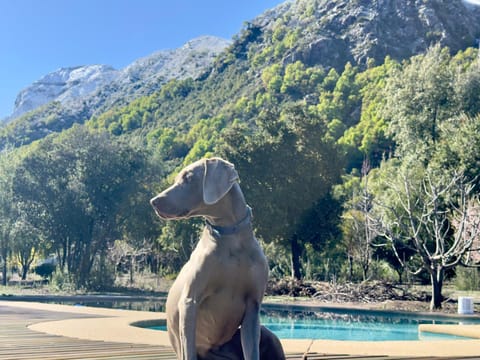 Natural landscape, Pets, Mountain view, Pool view, Swimming pool
