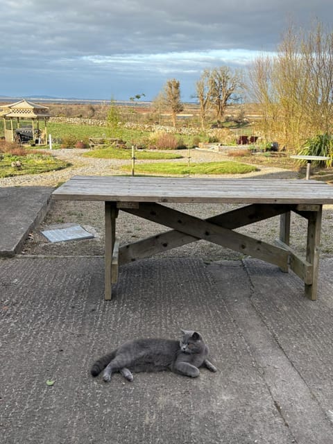 Ashmore Mews Apartment in Galway