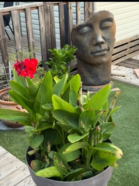 Garden view
