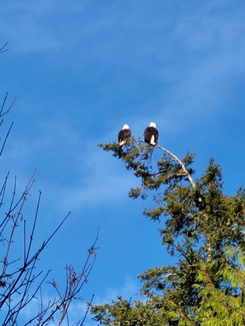 Moss Haven on Hood Canal Luxury tent in Hood Canal