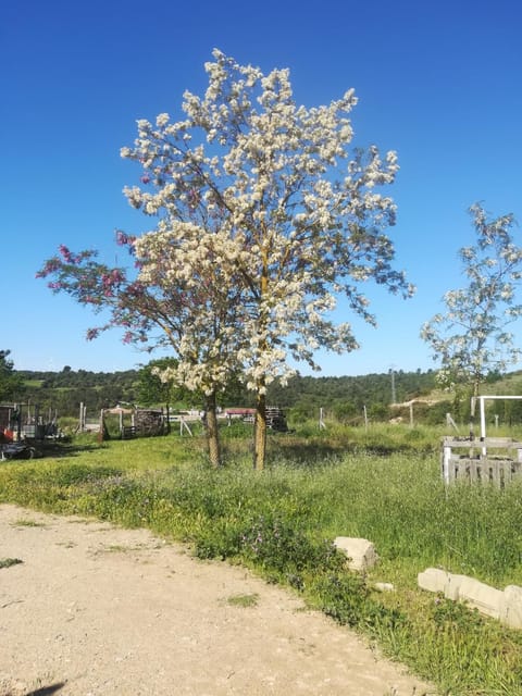 Spring