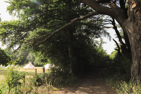 Natural landscape, Summer