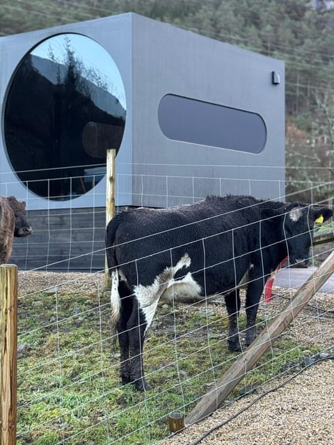 Day, Animals