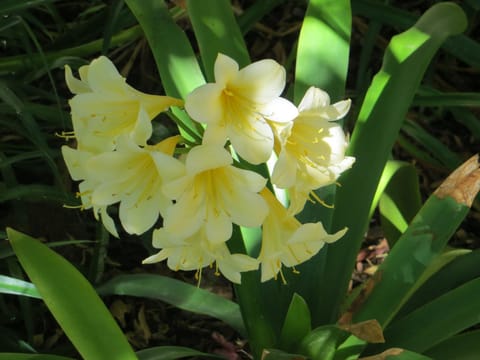 Bougain Villa Guesthouse Bed and Breakfast in Western Cape