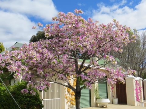 Bougain Villa Guesthouse Bed and Breakfast in Western Cape