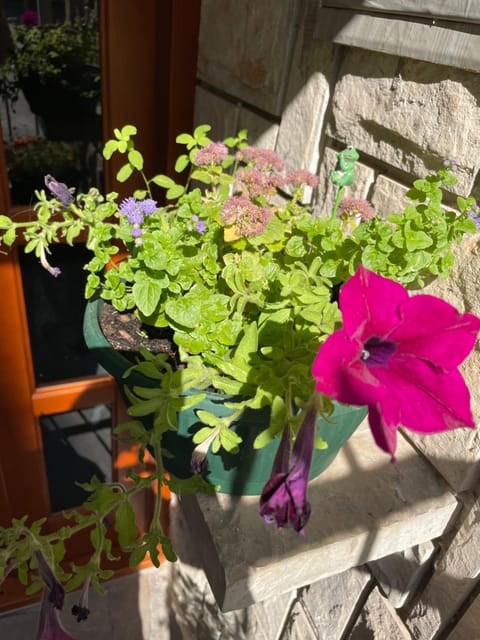 Lupo Apartment in Budva