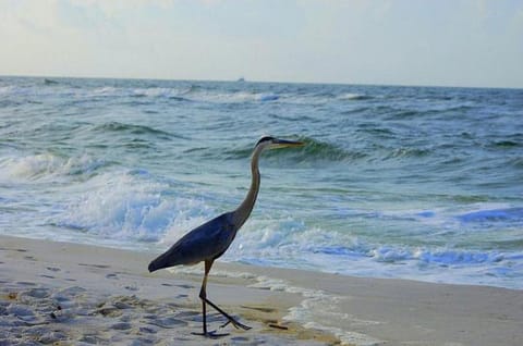 Alabama Sands 9 by ALBVR - Walk to Beach, Pool, and Little Lagoon! Apartment in West Beach