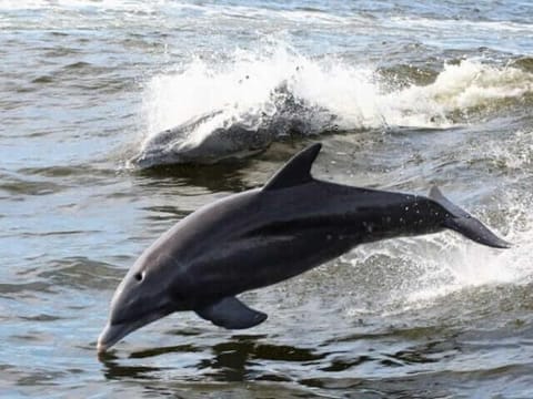 Alabama Sands 9 by ALBVR - Walk to Beach, Pool, and Little Lagoon! Apartment in West Beach