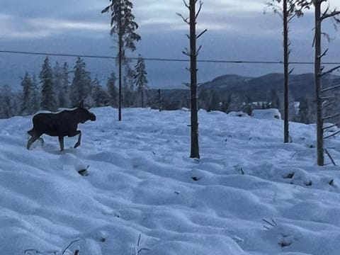 Natural landscape, Winter