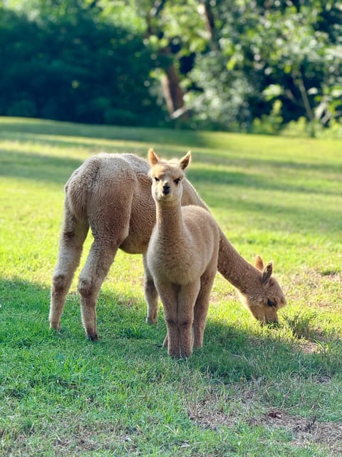 Animals