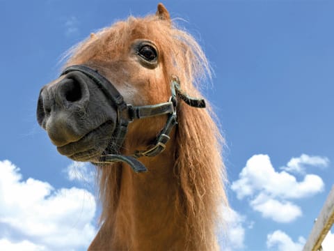 Horse-riding