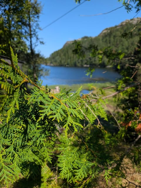 Lake view