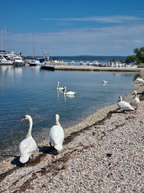 Apartments Radman Apartment in Šibenik