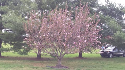 David's Fun House House in Murfreesboro