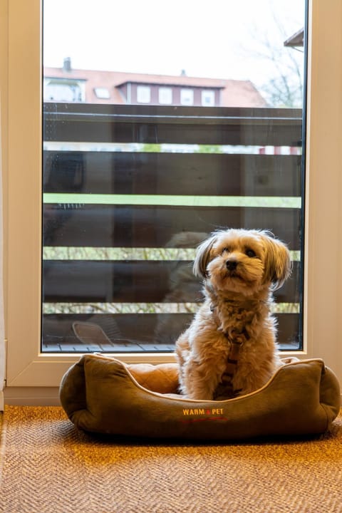Pets, Pets, pet friendly