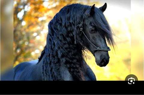 عزبه النواميس Country House in Abu Dhabi