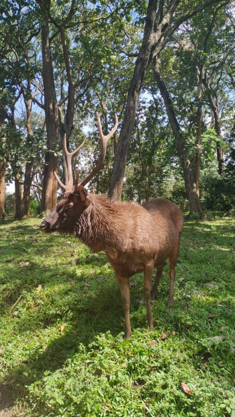 Animals