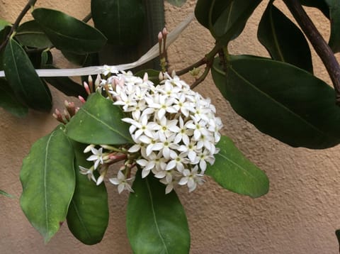 B&B Livingstone Bed and Breakfast in Cagliari