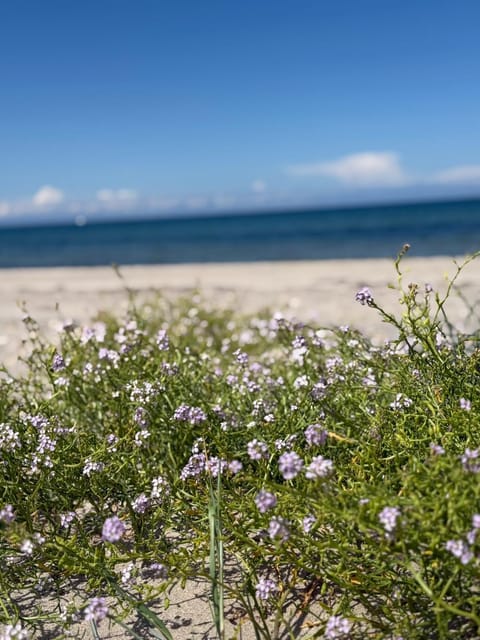 Romantic glamping in the forest near a sandy beach Luxury tent in Zealand