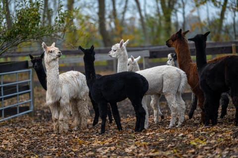 Animals