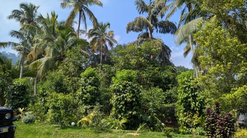 Day, Natural landscape, Garden, Garden view