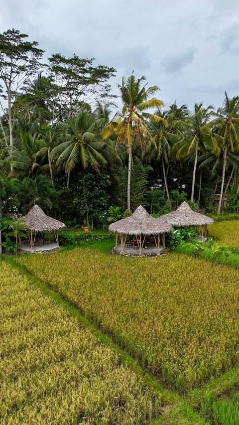 Natural landscape, Garden, Garden view