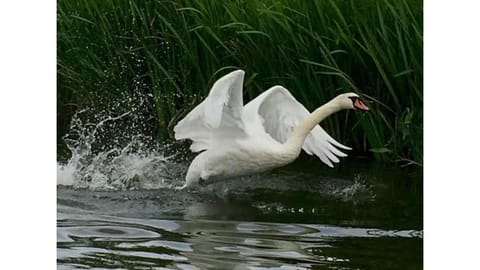 Riverside Lodge Self-Catering Apartment Apartment in Whittlesey