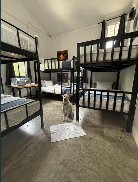 Photo of the whole room, Bedroom, bunk bed