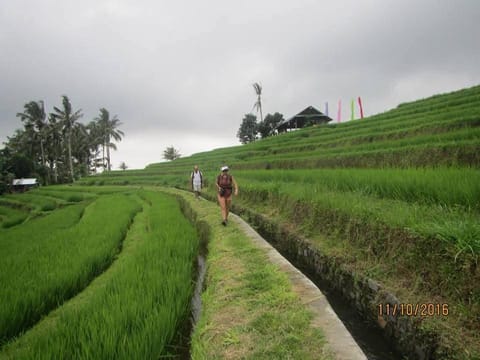 Suweden homestay jatiluwih Vacation rental in Bali