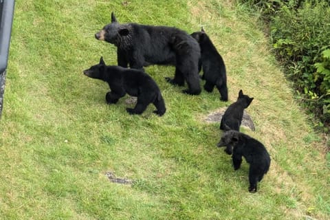 Charming Mtn View Condo Sleeps 8 Balcony Pool House in Gatlinburg