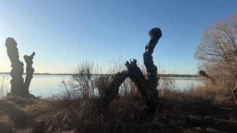 Lake view