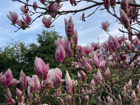 Spring, Garden