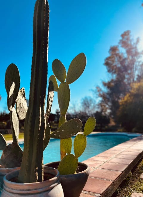 Garden, Garden view, Pool view, Swimming pool, Swimming pool