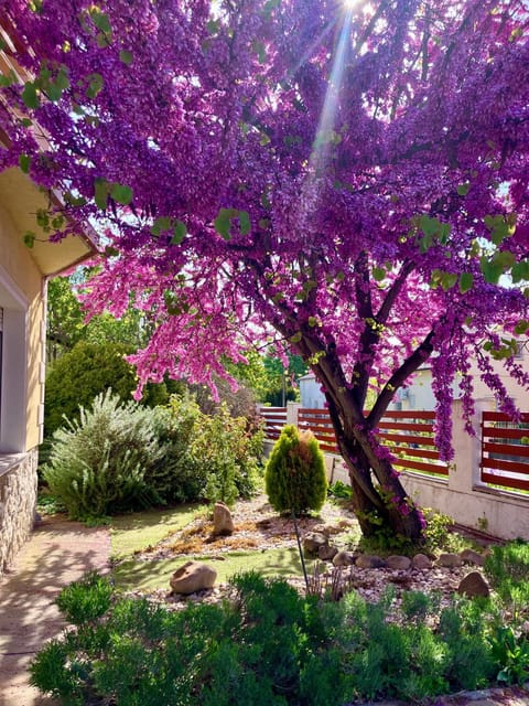 Patio, Spring, Natural landscape, Garden, Garden view