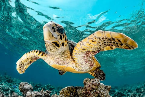 Snorkeling