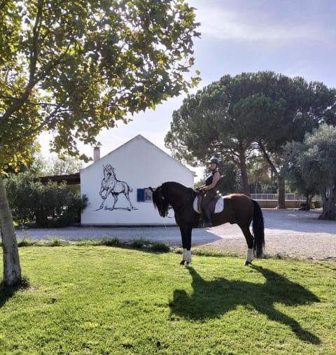 Natural landscape, Garden, Horse-riding, Horse-riding, Animals, Animals