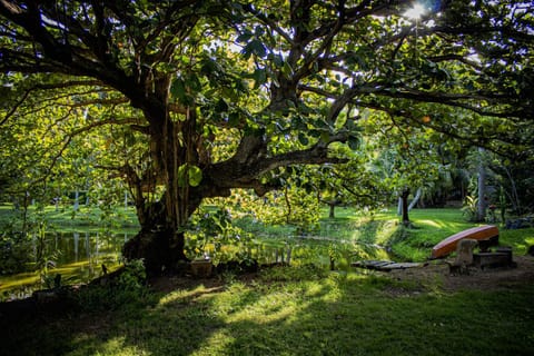Natural landscape, Garden
