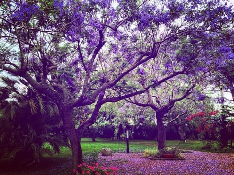 Garden view