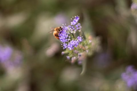 Dog Friendly! Dunwell Cottage, Cute Downtown Home, Close to Everything!! House in Salida