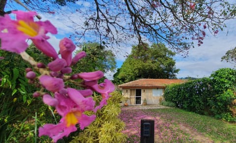 Property building, Garden, Garden view