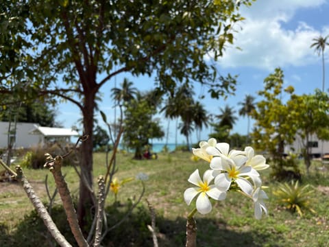 Garden view, Sea view