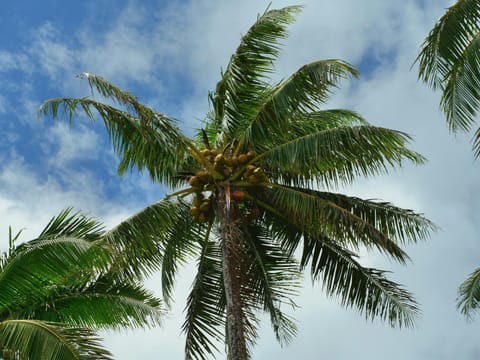 Guest House Flores Bed and Breakfast in Fiumicino