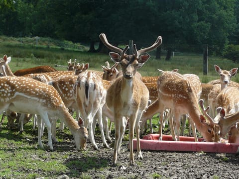 Day, Animals